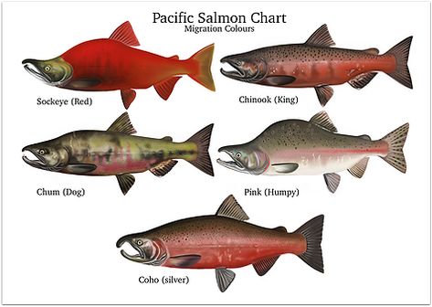 Sockeye Salmon Drawing, Sock Eye Salmon, Salmon Photo, Salmon Drawing, Salmon Tattoo, Salmon Species, Salmon Art, Fish Chart, Animal Infographic