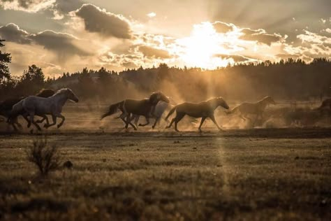 Ipad Horse Wallpaper, Horse Wallpaper For Ipad, Horse Desktop Wallpaper, Running Horses Mobile Wallpaper, Country Background, Horse Computer Wallpaper, Horses Laptop Wallpaper, Climb A Mountain, Wild Horses Running