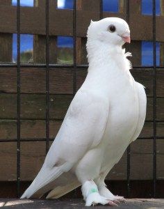 Seraphim Pigeon Curly Pigeon, Satinette Pigeon, Fluffy Pigeon, Pigeon Species, Owl Pigeon, Natalia Makarova, Fancy Pigeon, Fancy Pigeons, Pet Pigeon