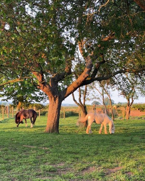 late spring evenings at home & a cold glass of wine 🥂🍊🌷🌳💌 #countryside #countryhome #goldenhour #horses #farmanimals #spring #home #cosyhome #pinterestaesthetic Horses At Home, Spring Countryside, Countryside Homes, English Countryside Home, Horse Home, Countryside Home, Spring Horse, Countryside Cottage, English Horse