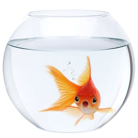 Happiest Animal, Be A Goldfish, Fish Project, Micro Realism, Goldfish Art, Fish Bowls, Goldfish Bowl, Animals Photography, Frutiger Aero