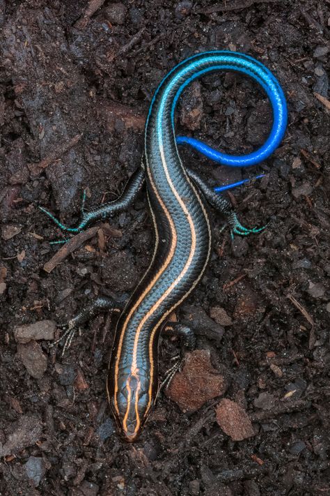 ˚American Five-Lined Skink Lizard Skink Lizard, Cute Reptiles, Reptile Snakes, Interesting Animals, Reptiles And Amphibians, Weird Animals, Animal Planet, Nature Animals, Amphibians