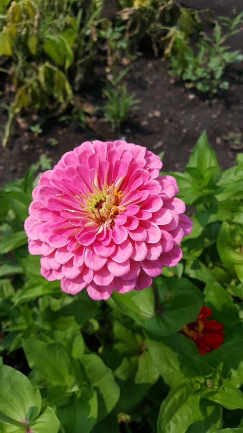 Potted Zinnias, Zinnias In Containers, Zinnias In Pots, Zinnia Varieties, Growing Zinnias, Easy To Grow Flowers, East Facing Garden, Starting Seeds, Flower Seeds Packets