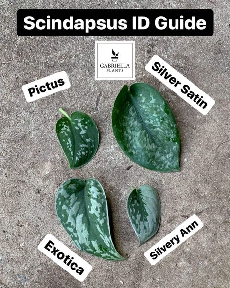 Scindapsus Pictus, Plant Goals, Patio Pergola, Plant Care Houseplant, Pergola Design, Pothos Plant, Patio Garden Design, Best Indoor Plants, Air Purifying Plants