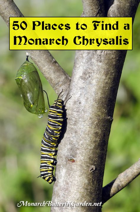 Where to look for Monarch Chrysalises in the garden + how you can help give caterpillars more hanging options for their next stage of metamorphosis. Caterpillar Habitat, Butterfly Raising, Monarch Waystation, Monarch Chrysalis, Monarch Butterfly Habitat, Raising Monarch Butterflies, Raising Butterflies, Monarch Butterfly Garden, The Butterfly Garden