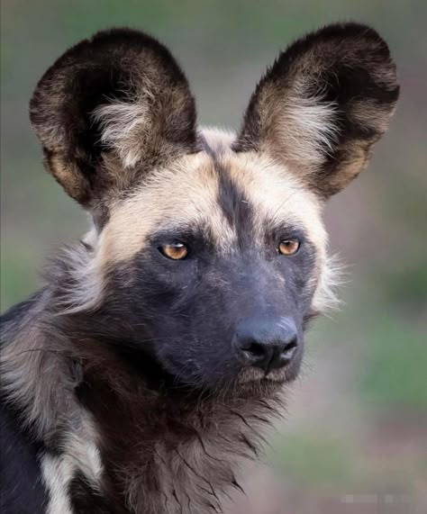 Painted Wild Dog, Painted Dogs African, Hyena Face Paint, African Wild Dog Therian Mask, Hyena Pictures, African Painted Dog, African Hunting Dog, Painted Dogs, Regard Animal