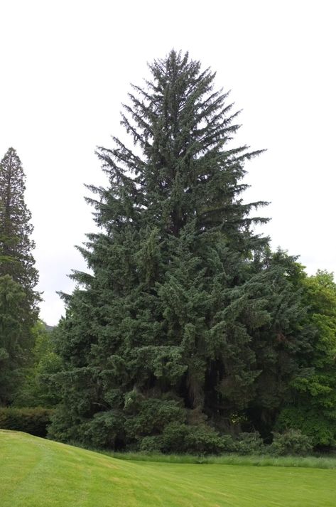 Picea sitchensis - Trees and Shrubs Online Sequoia Sempervirens, Picea Pungens, Picea Abies, Specimen Trees, Sitka Spruce, Seed Germination, Plant Ideas, Tree Silhouette, British Isles