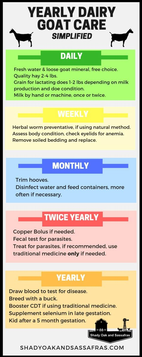 yearly dairy goat care Goat Food List, Goat Pasture Layout, Dairy Goats For Beginners, Milk Goats For Beginners, Diy Goat Pen Ideas, Goat Care For Beginners, Raising Goats For Beginners, Goat House Ideas Diy, Show Goats Tips