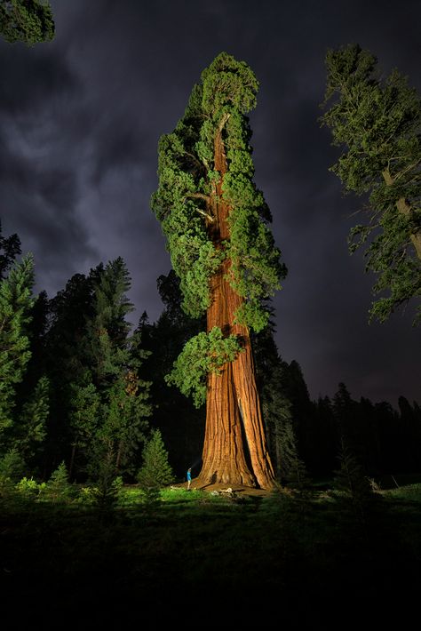 Jane Goodall, Paul Nicklen, and 100 Photographers and Conservationists Join a Print Sale to Protect the Environment | Colossal Sequoiadendron Giganteum, Giant Sequoia Trees, Weird Trees, Sequoia Tree, Giant Tree, Redwood Tree, Sequoia National Park, Ancient Tree, Unique Trees