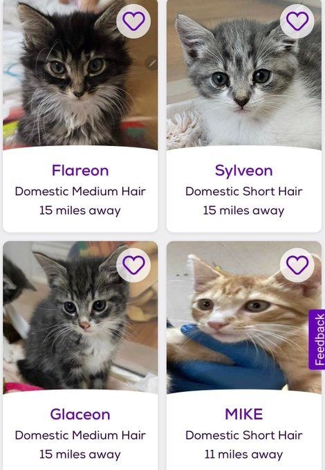 (7) petfinder names (@petfindernames) / X Petfinder Cat Names, Funny Petfinder Names, Petfinder Names, Funny Cat Names, Pet Finder, Love My Boyfriend, Cat Names, Silly Cats, Warrior Cats