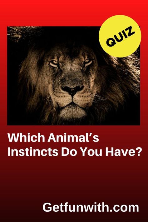 https://www.pinterest.com/pin/356769601744193072/ #quiz #quizzes #buzzfeed #triviaquestionsandanswers #quizzesbuzzfeed #trivia #quizzesforfun #funquiz #spiritanimal How To Be Cunning, Which Animal Are You Quiz, Am I A Therian Quiz, Which Animal Are You, What Is My Spirit Animal, Phycological Facts, Spirit Animal Test, Animal Psychology, Quizzes Disney