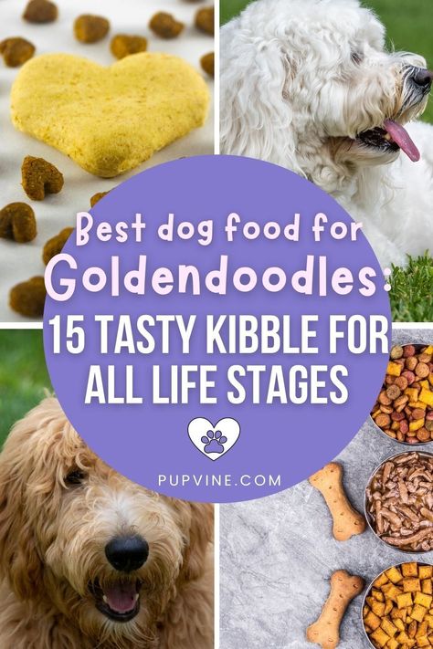 Best Kibble For Dogs, Best Dog Food For Goldendoodles, Acana Dog Food, Best Puppy Food, Best Dry Dog Food, Golden Doodle Dog, Diy Dog Food, Cockapoo Dog, Dog Food Brands