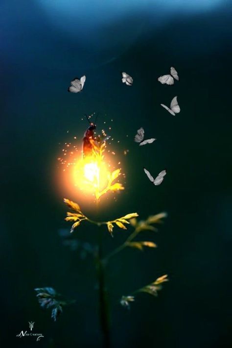 Firefly Photography, Lighting Bugs, Firefly Art, Tiny Creatures, Magical Light, Firefly Lights, Daisy Art, Night Sky Wallpaper, Autumn Scenes