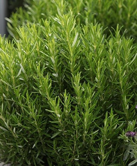 Rosemary Herb, Dried Rosemary, Tattoo Plant, Cooking Herbs, Swiss Cheese Plant, Rare Seeds, Aromatic Plant, Cheese Plant, Perennial Herbs