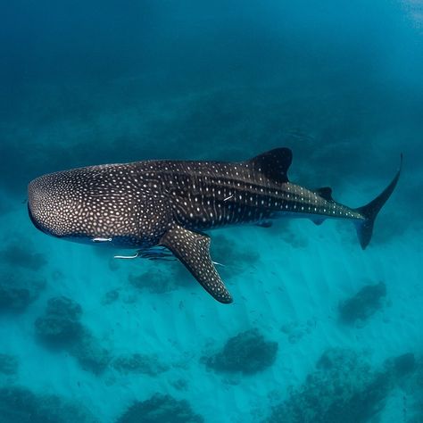 While most sharks have 20-30 rows of teeth, whale sharks have more than 300. Each tooth is no bigger than a match head. Swipe to learn… Whale Shark Photo, Whale Shark Widget, Whale Shark Facts, Okinawa Tattoo, Shark Whale, Types Of Sharks, Shark Facts, Shark Photos, Swimming With Whale Sharks