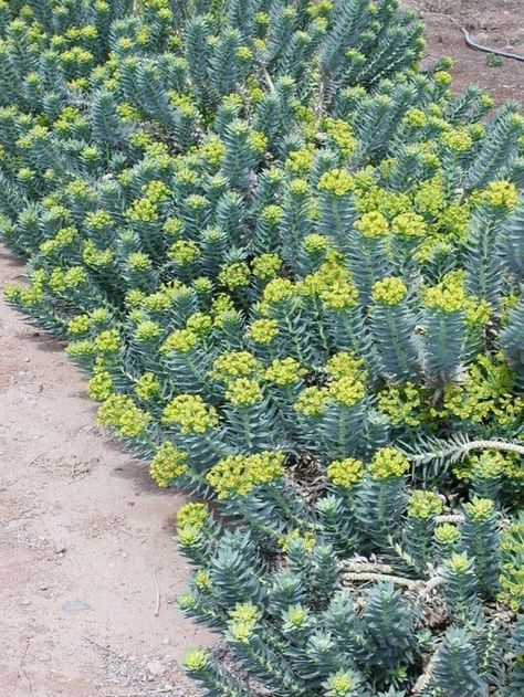 Euphorbia Plant, Rock Landscaping Ideas, Rock Landscaping, Long Flowers, Low Maintenance Landscaping, Raised Planter, Garden Guide, Mediterranean Garden, Drought Tolerant Plants