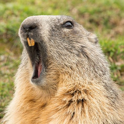 Animal Canvas Paintings, Punxsutawney Phil, Happy Groundhog Day, Prairie Dog, Groundhog Day, Pet Sitters, Nature Kids, That Day, Early Spring