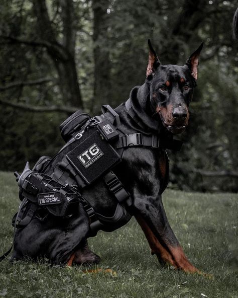 I swear I’m not as intimidating as I look, I’m actually quite the opposite 😂 • All gear by @onetigris 🐅 • • • #doberman #Europeandoberman… Dobermans Aesthetic, Warlock Doberman, K9 Police Dogs, European Doberman, Black Doberman, Doberman Pinscher Puppy, Tactical Dog Harness, Doberman Pinscher Dog, Scary Dogs