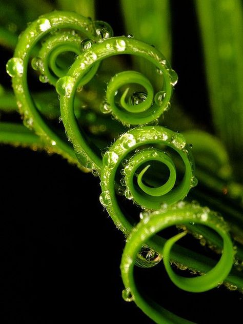 Here, we'll look at 10 beautiful macro photos of flowers, water drops, insects, etc. Plus, a video tutorial including tips on how to make your very own! Fractals In Nature, Spirals In Nature, Macro Photography Tips, Natural Form Art, Geometry In Nature, Fibonacci Spiral, Macro Photos, Water Droplets, Organic Form