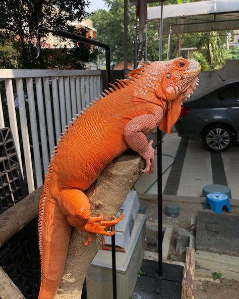 Iguana Pet, Chameleon Lizard, Cute Lizard, Wild Animals Photography, Cute Reptiles, Animal Magic, Reptiles Pet, Reptiles And Amphibians, Lizards