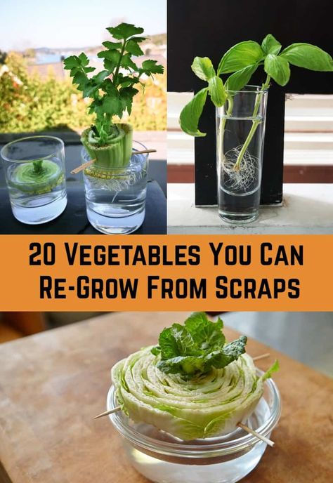 What Vegetables Can You Grow From Scraps, Regrow Celery From Scraps, Vegetables You Can Grow From Scraps, Grow Vegetables From Scraps, How To Grow Celery From Scraps, Scrap Gardening, Grow From Scraps, Grow From Cuttings, Growing Celery