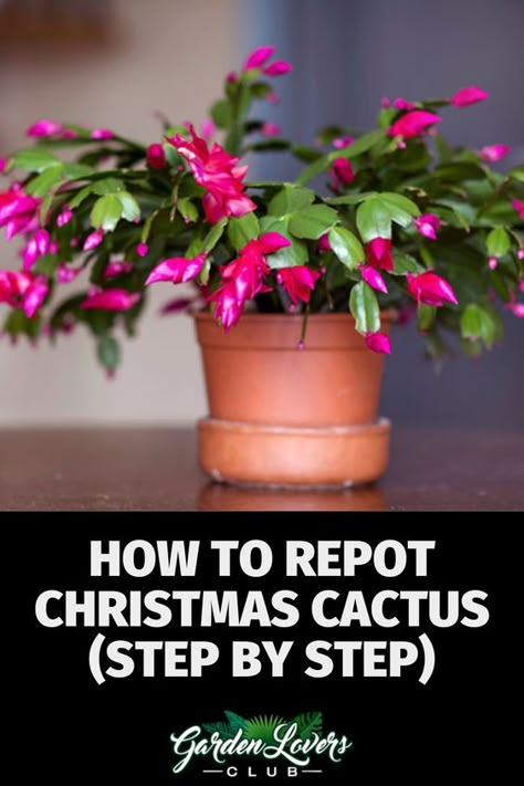 Christmas Cactus are common house plants kept by many people in their homes that display beautiful flowers during the holiday season. Although the blooming flowers are usually red and pink, you can now find these plants in shades of purple, orange, white, and yellow. Christmas Cactus Care Tips, How To Root A Christmas Cactus, Cactus Care Indoor, Repot Christmas Cactus, Zygo Cactus, Christmas Cacti, Christmas Cactus Flower, Christmas Cactus Propagation, Common House Plants