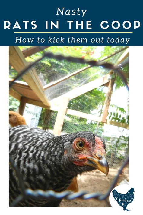 Keep Rats Out Of Chicken Coop, How To Keep Rats Out Of Chicken Coop, How To Get Rid Of Rats In Chicken Coop, Cow Stanchion, Chicken Run Plans, Chicken Pets, Pullets Chickens, Get Rid Of Rats, Chickens Coop