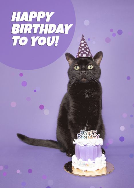 Happy Birthday Black Cat Funny, Black Cat Happy Birthday, Black Cat Birthday, Birthday Wishes Cats Funny, Happy Birthday Wishes Cat Lover, Cat Lady Birthday, Cat Birthday Memes, Happy Birthday Black, Card Templates Free