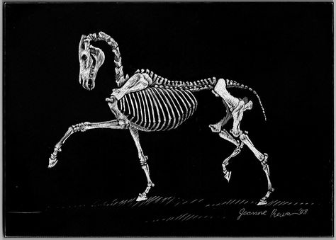 Skeleton Horse, Horse Skeleton, Trotting Horse, Chinese Watercolor, Horse Watercolor, Horse Skull, 16 Tattoo, Skeleton Drawings, Animal Skeletons