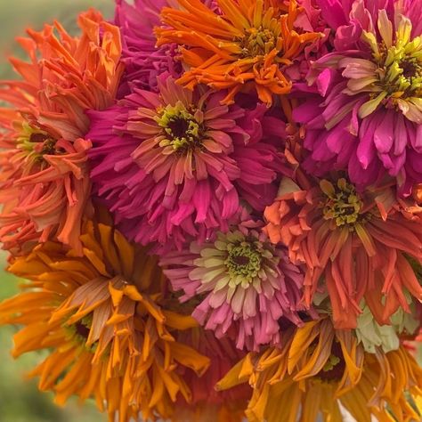 Organic Giant Cactus Zinnia - Fruition Seeds Giant Cactus, Zinnia Bouquet, Zinnia Elegans, Cut Flower Garden, Bouquet Arrangements, Cut Flowers, Flower Garden, Bouquets, Soil