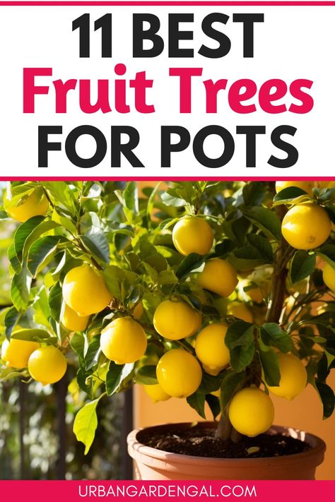 container fruit trees Growing Fruit Trees In Pots, Potted Fruit Plants, Fruit Tree In Container, Container Fruit Garden, Easy Fruit Trees To Grow, Fruit Tree Backyard, Potted Orange Tree, Apple Trees Backyard, Gardening In Small Spaces Backyards