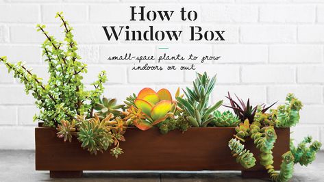 Plants To Grow Indoors, Brigitte Nielsen, Window Box Plants, Window Boxes Diy, Indoor Window, Plants To Grow, Growing Plants Indoors, Succulents Indoor, Window Boxes