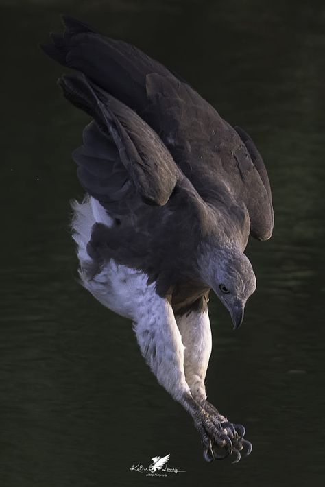 Another shot of the grey headed fish eagle dive by Kelvin Leong / 500px Fish Eagle, The Grey, Bald Eagle, Diving, Birds, Fish, Grey, Animals