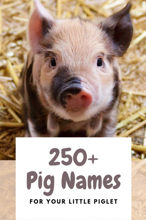 Mini Potbelly Pigs, Pig Names, Pet Pig Care, Kune Kune Pigs, Cute Animal Names, Pig Showing, Raising Pigs, Pet Pig