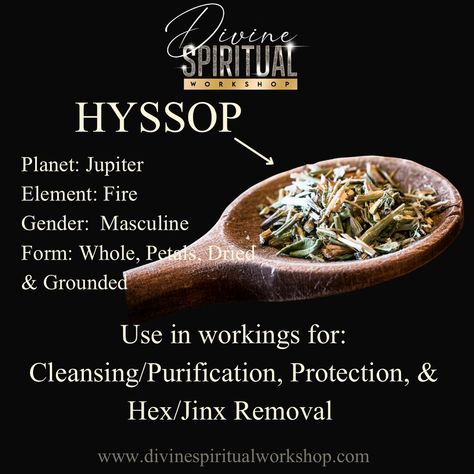 Hyssop ✨ In my opinion, a very holy herb that has very strong cleansing and purification properties. Used in the bible to aid in the exorcizing or demons and dark spirits. Great to add to your spiritual work for cleansing and purification! Hoodoo Conjure Rootwork, Spiritual Workshop, Hoodoo Conjure, Conjure Oil, Spiritual Work, Dark Spirit, Plant Magic, Candle Magick, Healing Plants