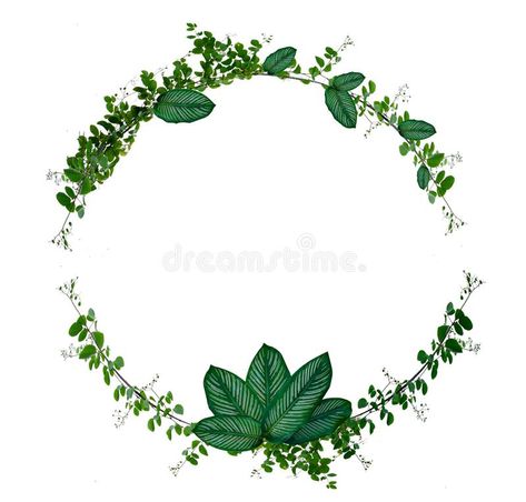 Vine Leaves, Baby Shower Clipart, Circle Frames, All About Plants, Climbing Plants, Merchandise Design, Image Illustration, Transparent Background, Vines