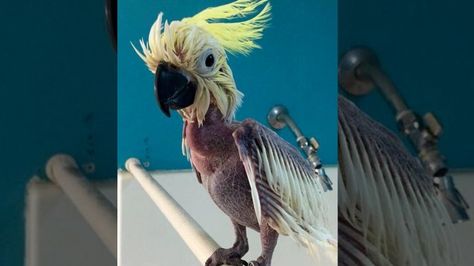 Parrot Rescue, Crazy Bird, Animal Advocacy, Rescue Animals, Australian Birds, Funny Birds, Wildlife Animals, Calvin And Hobbes, Wild Birds