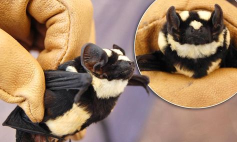 'panda bat' discovered in South Sudan 4/10/13 The bat, found in South Sudan, is so rare researchers believe it is an entirely new genus. Bat Photos, Bat Species, Bats Flying, Baby Bats, South Sudan, Cute Bat, Rare Animals, Amazing Animals, 귀여운 동물