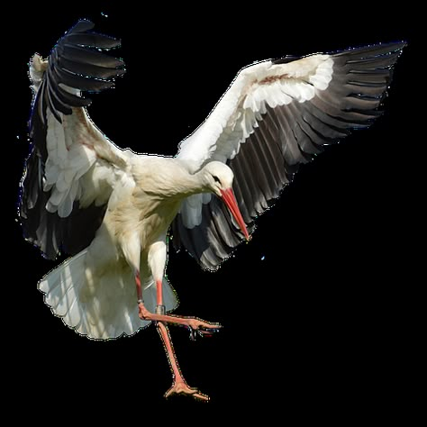 Stork Flying, Fly Drawing, Stork Bird, Crane Fly, Bird Images, Southern Art, Foto Transfer, Crane Bird, Flying Bird