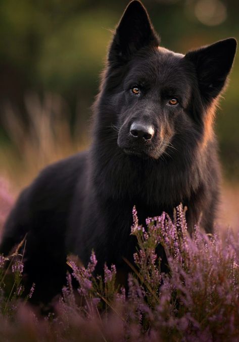 Wolf Dogs Black, Wolfdog Black, Black Wolfdog Aesthetic, German Shepherd Husky Mix Full Grown, German Shepherd Photography, Black German Shepherd Puppies, Black Husky, Black Wolf Dog Aesthetic, Black Shepherd