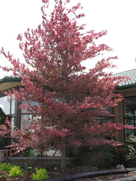 Buy Tri Color Beech Tree | Tricolor Beech (Fagus sylvatica "Roseomarginata") in Aurora Oswego ... Fagus Sylvatica, Christmas Gift Baskets Diy, Backyard Dreams, Tree Species, Beech Tree, Zone 5, Ornamental Trees, Shade Trees, Deciduous Trees