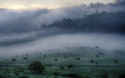 Floyd, VA Virginia Towns, Temples Photography, Floyd Virginia, Floyd Va, Floyd County, Temple Photography, Foggy Morning, Blue Ridge Parkway, Blue Ridge Mountains