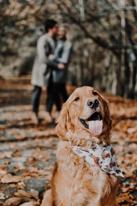 Couple Photoshoot With 3 Dogs, Family Pictures With Golden Retriever, Pictures With Golden Retrievers, Dog Farewell Photoshoot, Couple With German Shepherd, Family Fall Photoshoot With Dog, Puppy Fall Photoshoot, Family And Dogs Photoshoot, Photo Shoot Ideas With Dogs