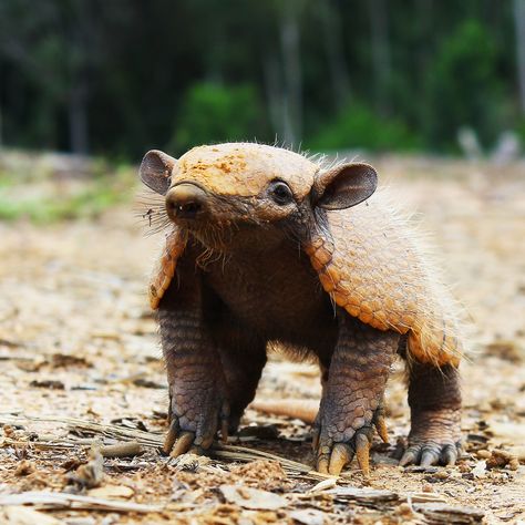 Baby Armadillo Baby Armadillo, Cartoon Expression, Animal Lover, Elephant, Animals, Instagram