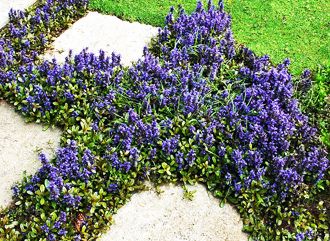 Ajuga, our new border plant!! Flowering Shade Plants, Garden Therapy, Ground Covers, Deer Resistant Plants, Garden Walkway, Stone Path, Flower Gardening, Ground Cover Plants, Ornamental Plants