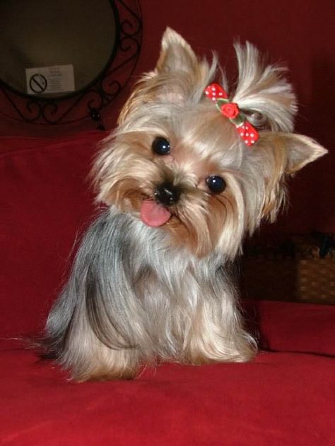 Yorkie Haircuts, Small Dog, Yorkshire Terrier, Yorkie, Yorkshire, Couch