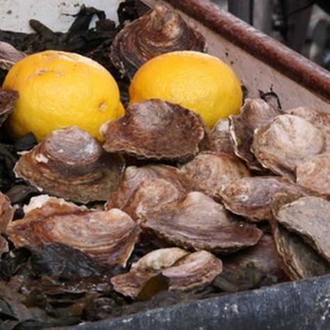 Steamed Oysters On Stove, Steam Oysters, Baked Oyster Recipes, Steamed Oysters, Oyster Roast, Cajun Creole Recipes, Oyster Recipes, Steam Recipes, Fresh Oysters