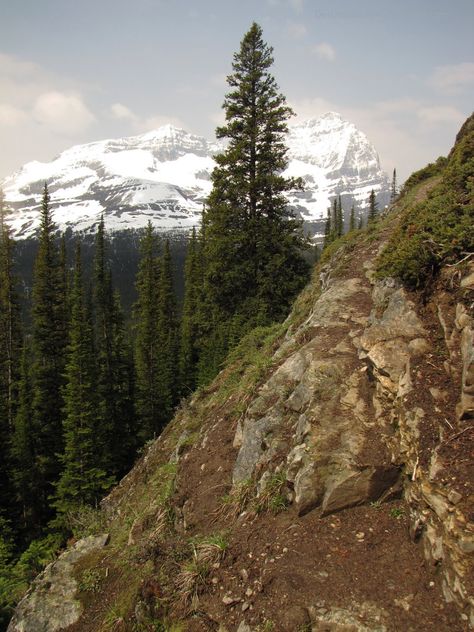 Rocky treed hill Lake O'hara Stone Giant, Zoo Inspiration, Nature Reference, Background Reference, Rocky Hill, House In Nature, Environment Design, Luxury Resort, Mount Rainier