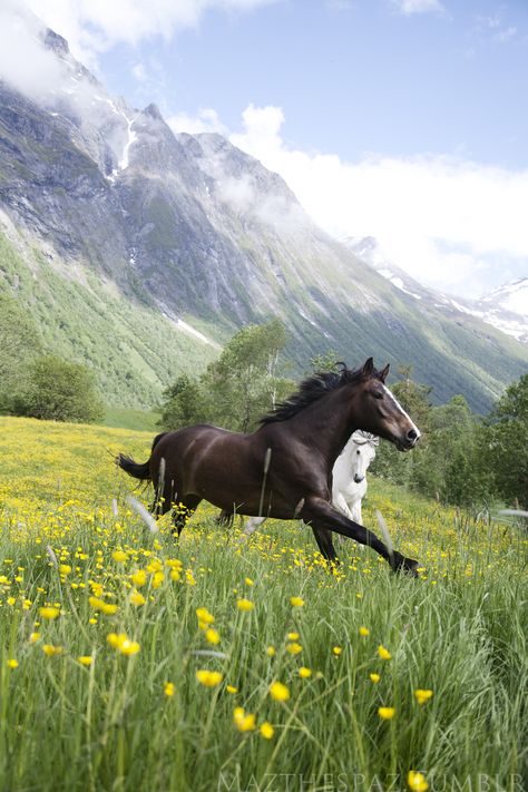 Horse Running, Gorgeous Horses, Horses Running, Animals Farm, Two Horses, Majestic Horse, All The Pretty Horses, Horse Crazy, Clydesdale