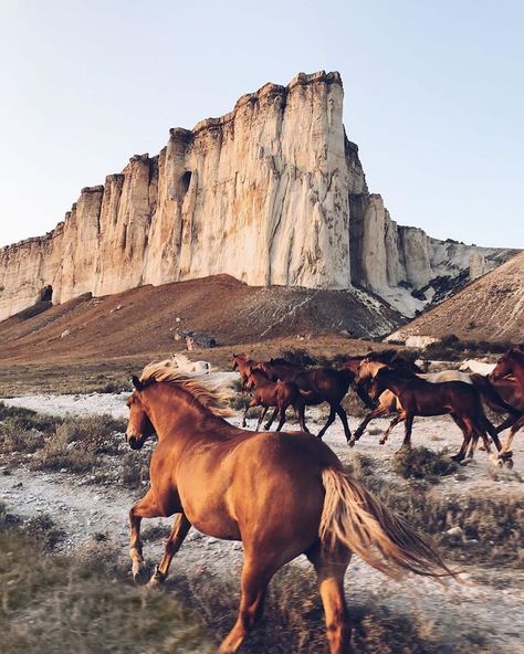 The Desert, Horses, Running